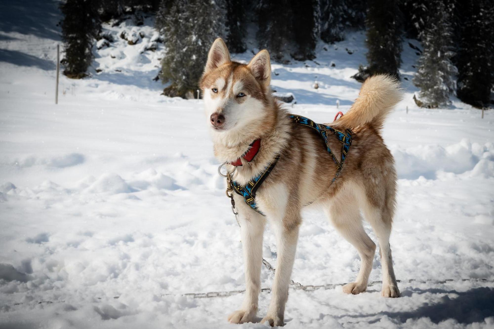 Huettenhotel Husky Lodge Muotathal Εξωτερικό φωτογραφία